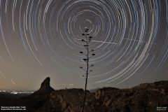 Astronomy_StarTrail-CenturyPlant_20180519_5818-6180