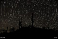 Astronomy_StarTrail-SaguaroCactus_20180608