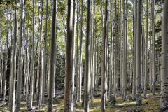 Scenic_AZ_Abineau-Bear-Jaw-Loop_20220928_4956-4958