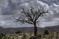 Scenic_AZ_BroncoTrail245_20220412_5763-5765