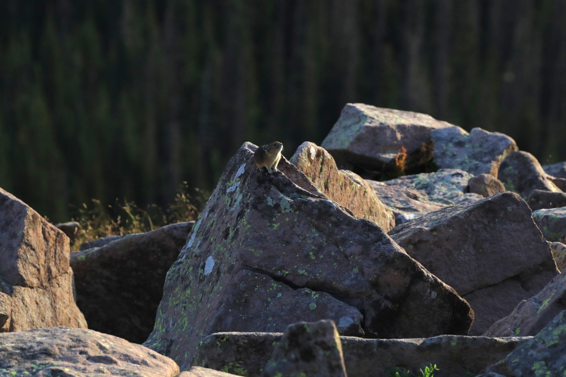 Scenic_CO_AlbertaPeak_20240802_5946