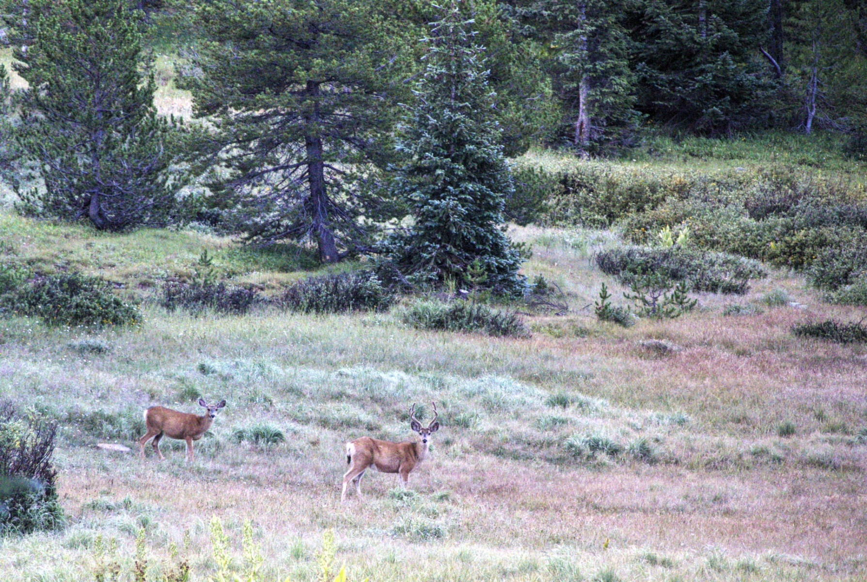 Scenic_CO_Colorado-Trail-Seg25-1_20240808_6590-6590