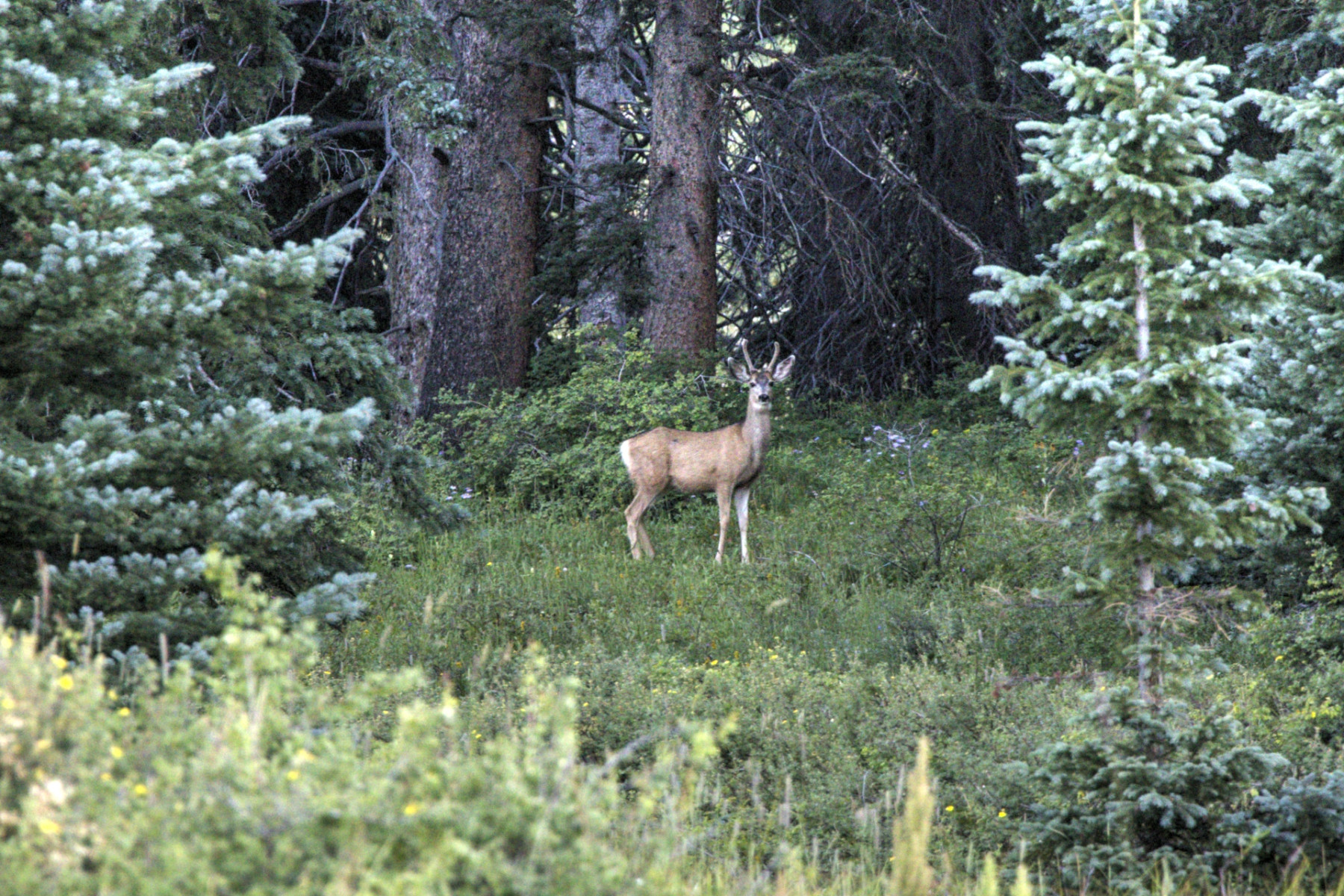 Scenic_CO_EngineerMnt_20240815_2153-2155