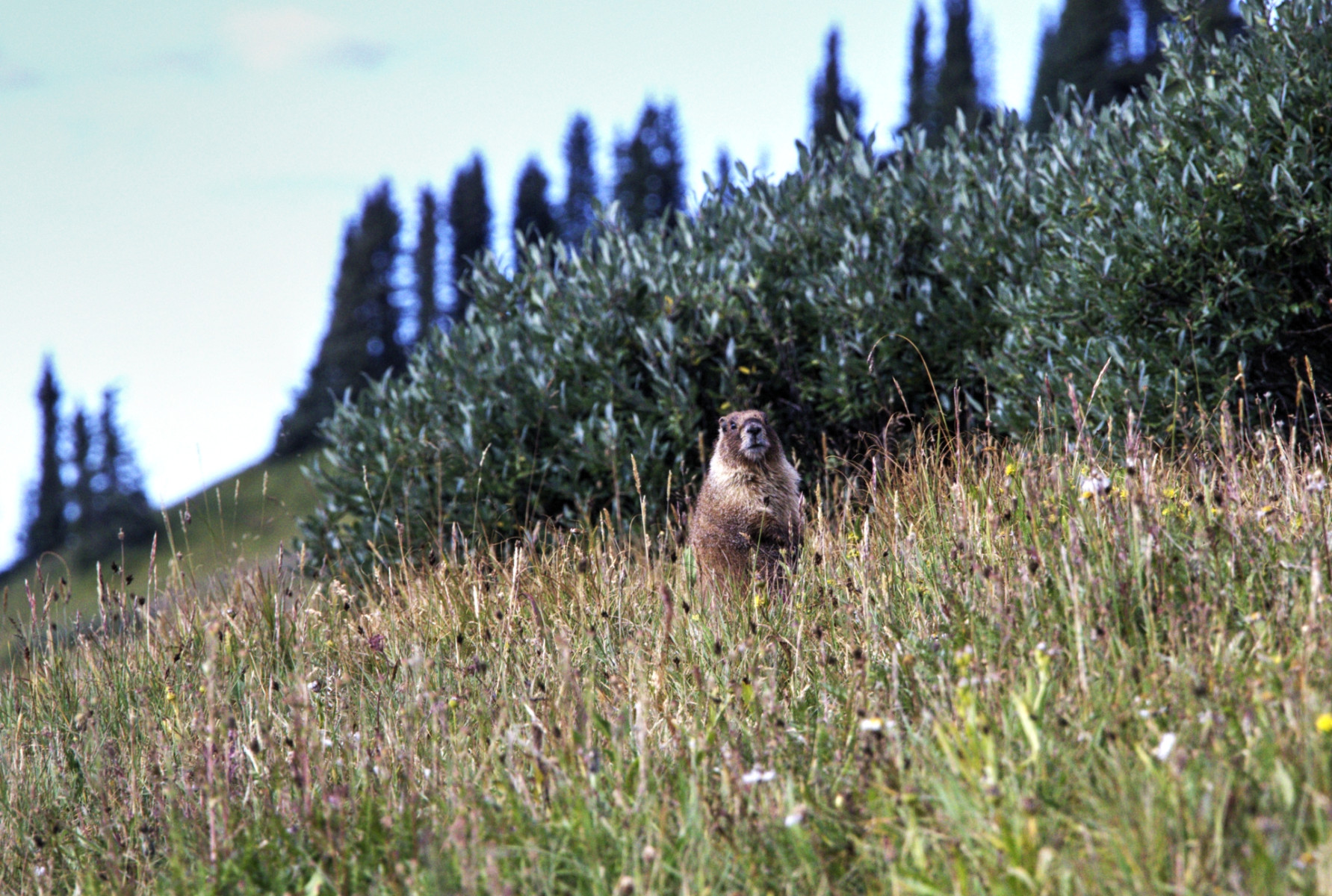 Scenic_CO_EngineerMnt_20240815_2603-2605