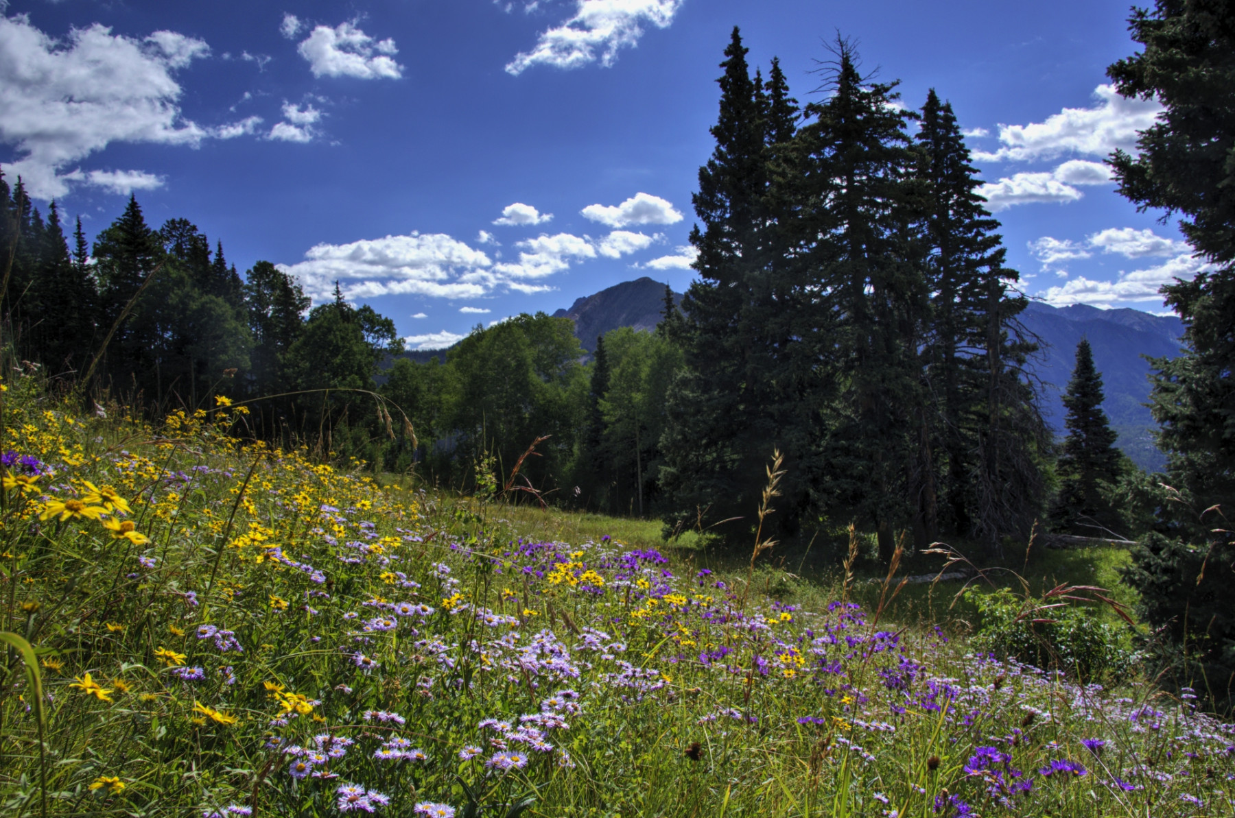 Scenic_CO_EngineerMnt_20240815_2768-2770