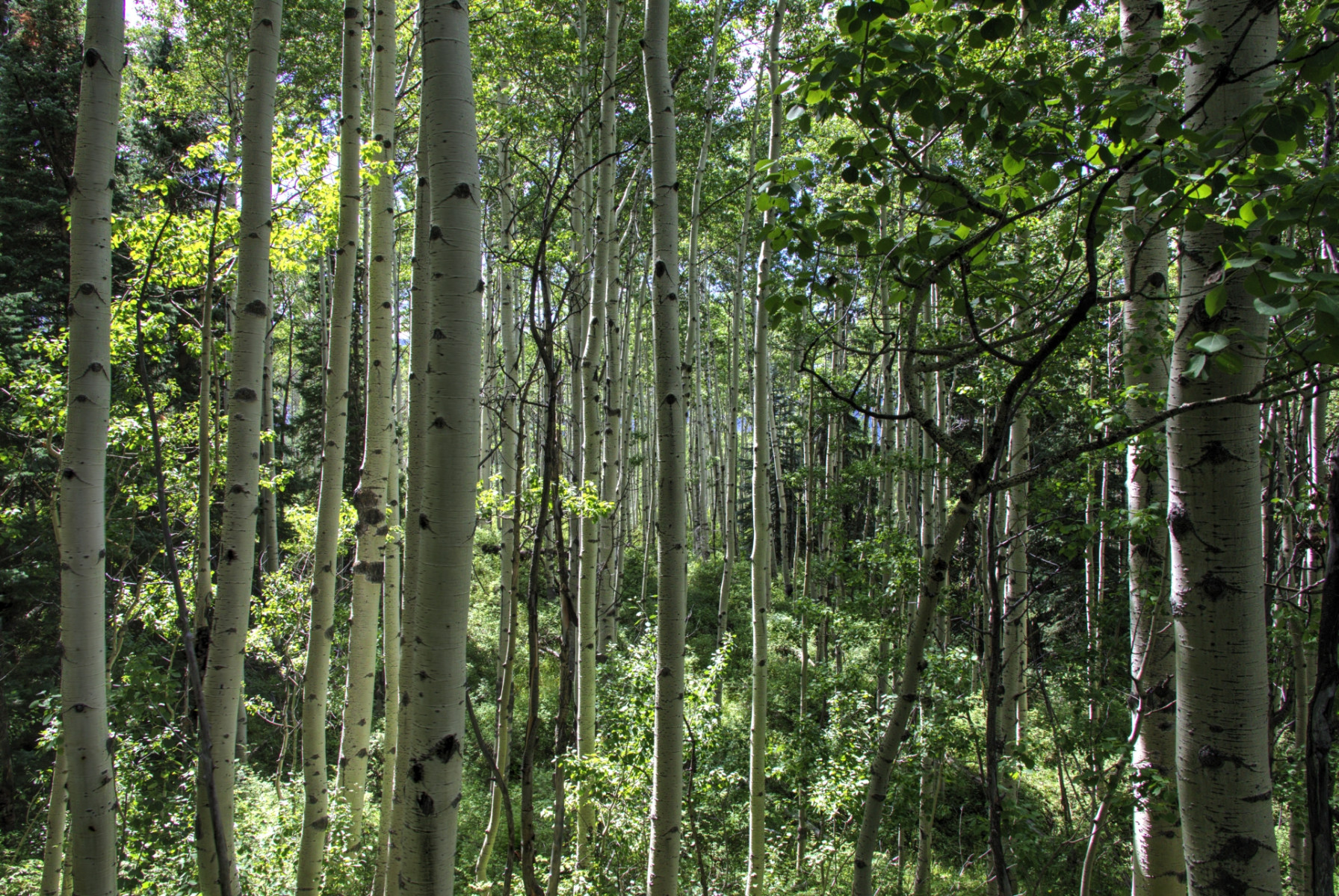 Scenic_CO_EngineerMnt_20240815_3116-3118