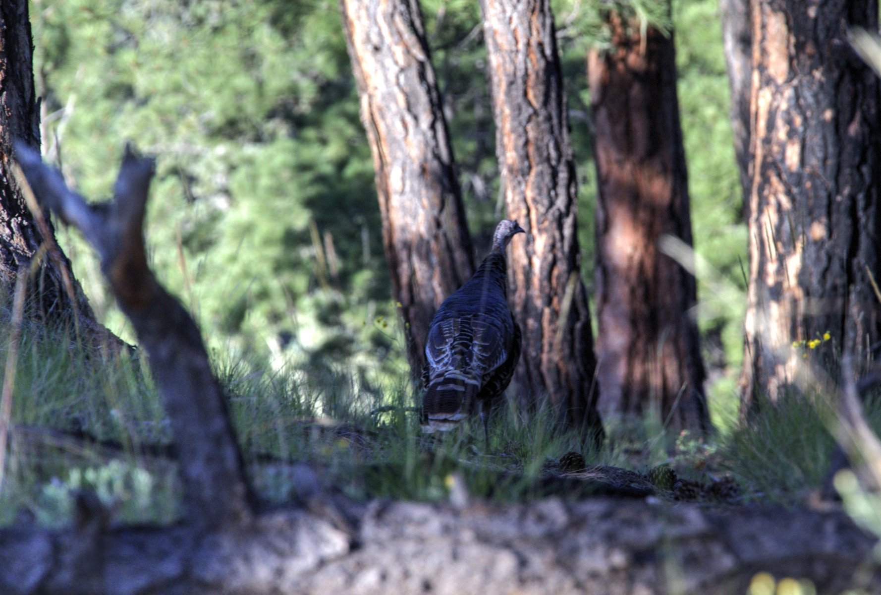 Scenic_CO_PiedraRiver_20240731_5528-5530
