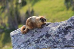 Scenic_CO_AlbertaPeak_20240802_6155