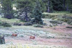 Scenic_CO_Colorado-Trail-Seg25-1_20240808_6590-6590
