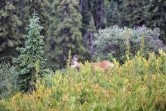 Scenic_CO_ColoradoTrailSeg27-1_20240813_09416-09418