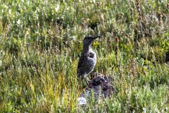 Scenic_CO_ColoradoTrailSeg27-1_20240813_10836-10838