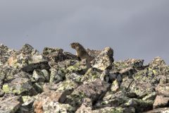 Scenic_CO_ColoradoTrailSeg27-1_20240813_11202-11204