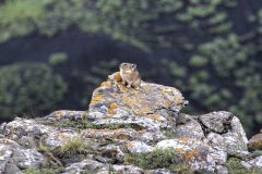 Scenic_CO_CrossMntTrail_20240811_8768-8770