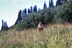 Scenic_CO_EngineerMnt_20240815_2603-2605