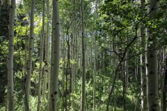 Scenic_CO_EngineerMnt_20240815_3116-3118