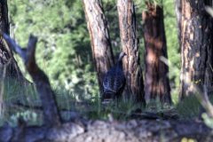 Scenic_CO_PiedraRiver_20240731_5528-5530