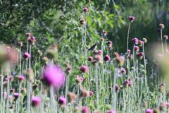 Scenic_CO_PiedraRiver_20240731_5642