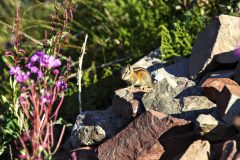 Scenic_CO_SliderockToKennebec_20240816_3248-3250