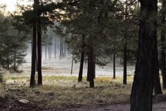 JeffForman_Woods