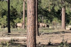 LeoLibbey_Elk-1