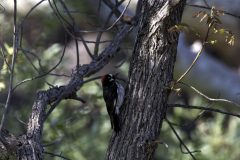 Birds_AZ_Acorn-Woodpecker_2020415_3082-3084
