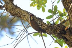Birds_AZ_Arizona-Woodpecker_20260417_3546