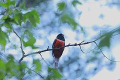 Birds_AZ_Eledant-Trogon_20260417_3507