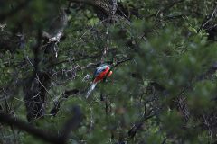Birds_AZ_Eledant-Trogon_20260418_3716