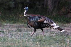 Birds_AZ_Turkey_20260417_3707
