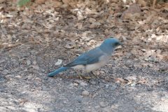 Birds_Bluejay