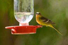 Birds_DSC0474