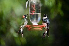 Birds_DSC0602