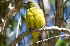 Birds_DSC0630
