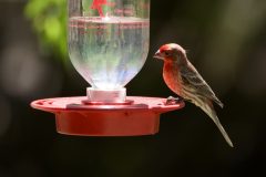 Birds_DSC0657