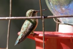 Birds_Hummers_DSC0422