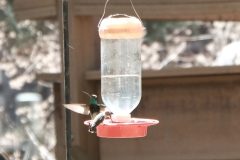 Birds_Hummers_DSCF0321