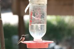 Birds_Hummers_DSCF0328