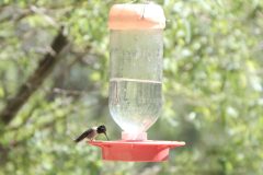 Birds_Hummers_DSCF0330