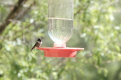 Birds_Hummers_DSCF0334