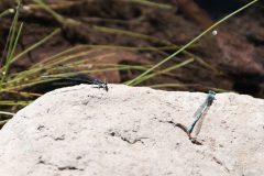 Blue-Dragonflies