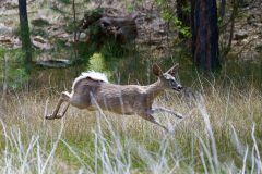 MuleDeer_DSC0554