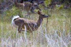 MuleDeer_DSC0557