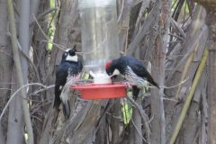 Phil-S_Acorn-Woodpecker_0326