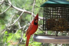 Phil-S_Cardinal_0364
