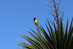 Phil-S_Scotts-Oriole_1666