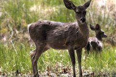 Scenic_AZ_MuleDeer_20260416_3478-3480