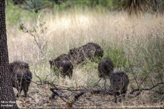 Scenic_AZ_SilverPeak_20260416_3445-3447