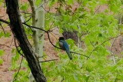 Strout_EleganTrogonF_0350