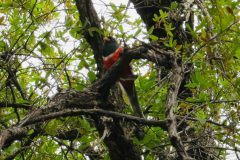 Strout_EleganTrogon_0344