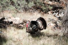 Turkey